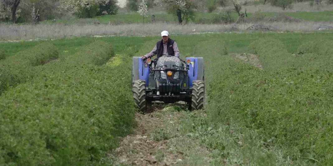 Isparta gül hasadına hazırlanıyor: Rekolte beklentisi 13 bin ton 4